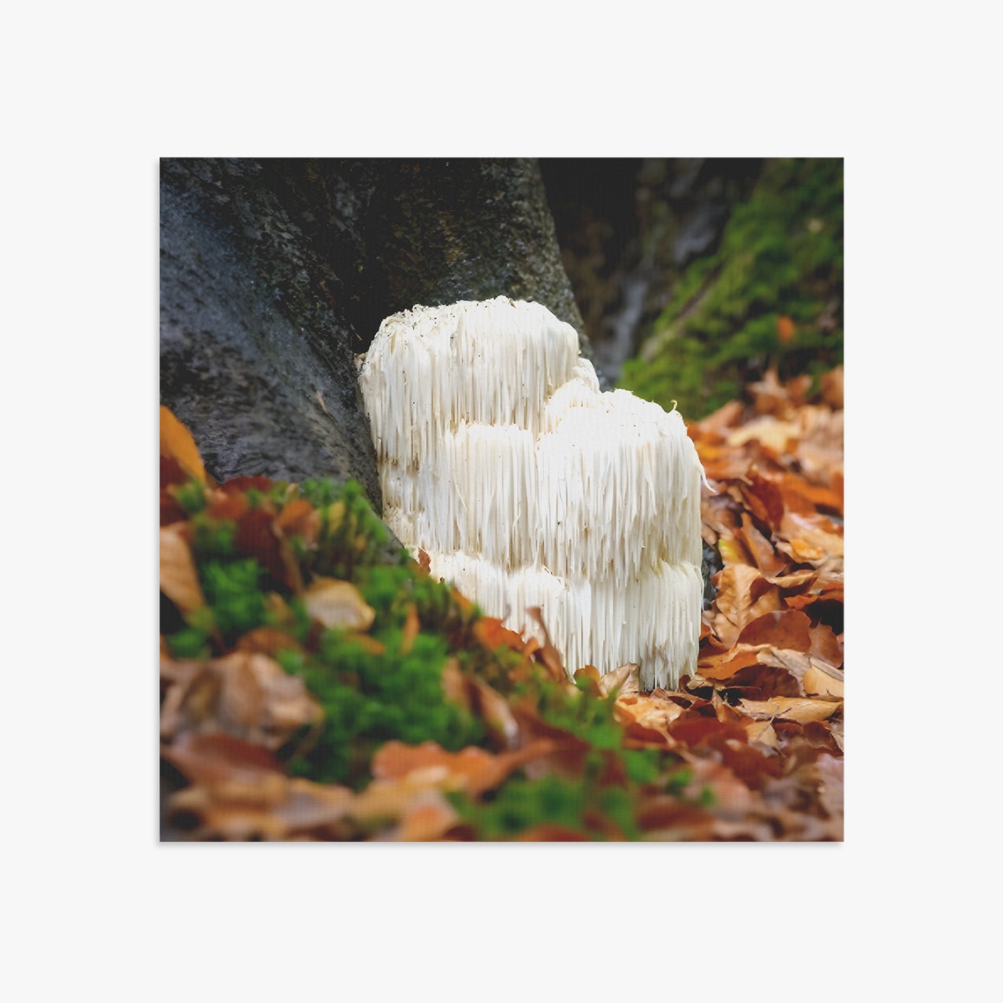 White mushrooms growing on a forest floor with leaves and moss.