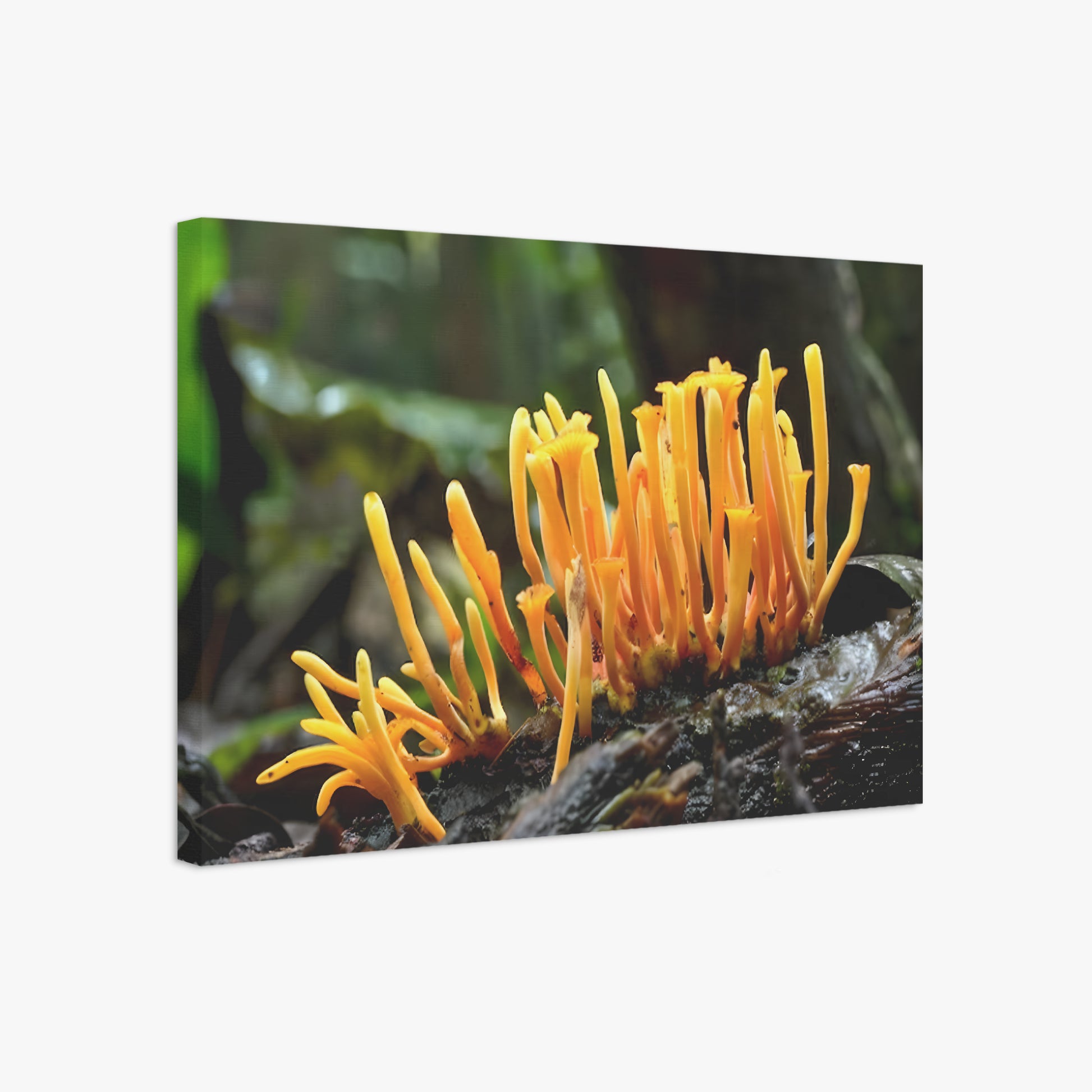 Cordyceps Wall Art, Mushroom art, Fungi Art