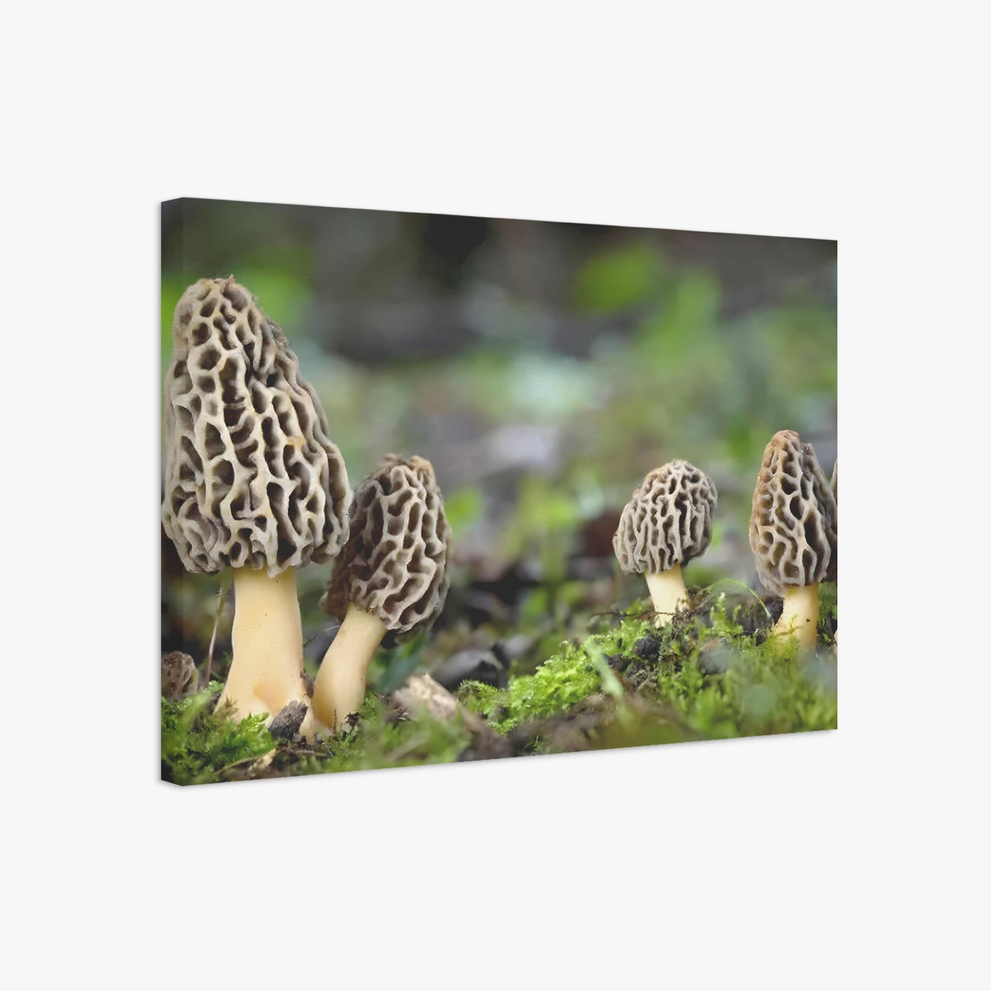 Morel Mushroom Wall Art, Fungi Art