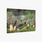 Morel Mushroom Wall Art, Fungi Art