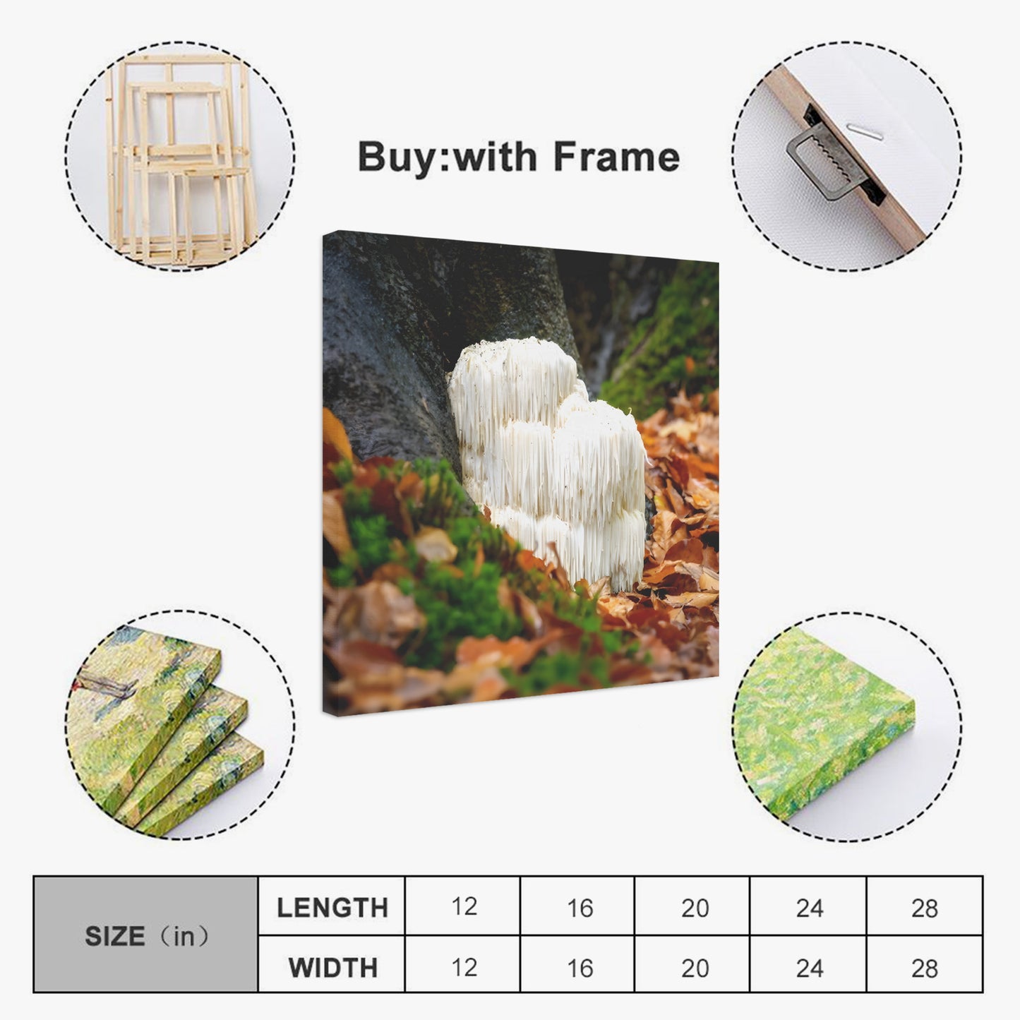 Lions Mane Mushroom Wall Art

Fungi Wall Art
Framed