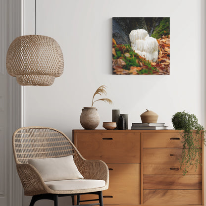 Lions Mane Mushroom Wall Art

Fungi Wall Art