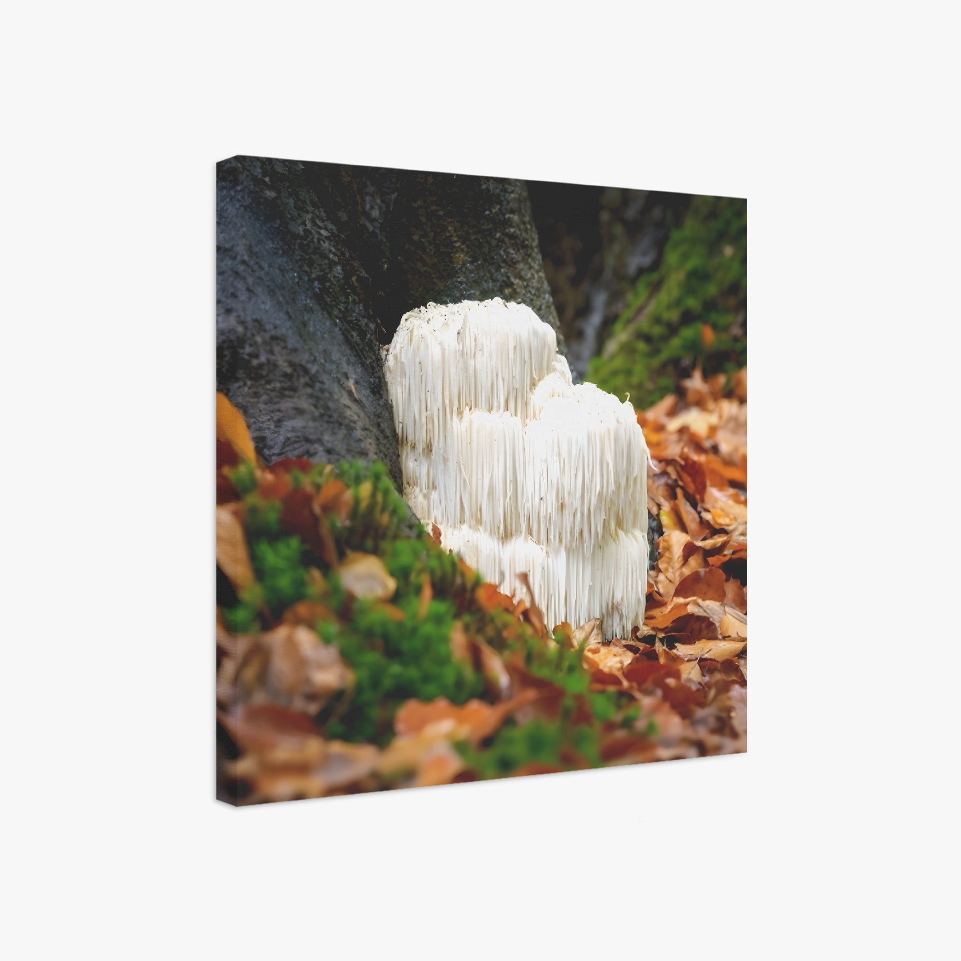 Lions Mane mushroom in a natural setting with leaves and moss
