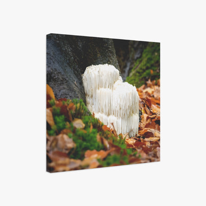 Lions Mane mushroom in a natural setting with leaves and moss